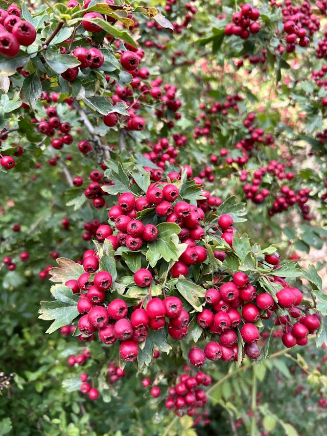 curso supervivencia familias