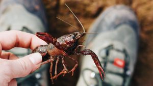 supervivencia adolescentes perros pastores (9)