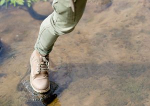 supervivencia-perros-pastores (1)