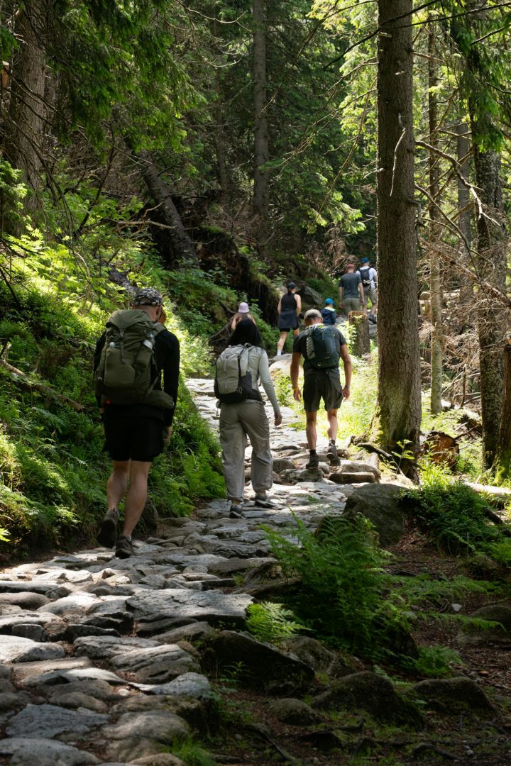 perros pastores camping (2)